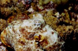 Mr. Octopus slithers about his business on the reef. PNG/... by Jerry Hamberg 
